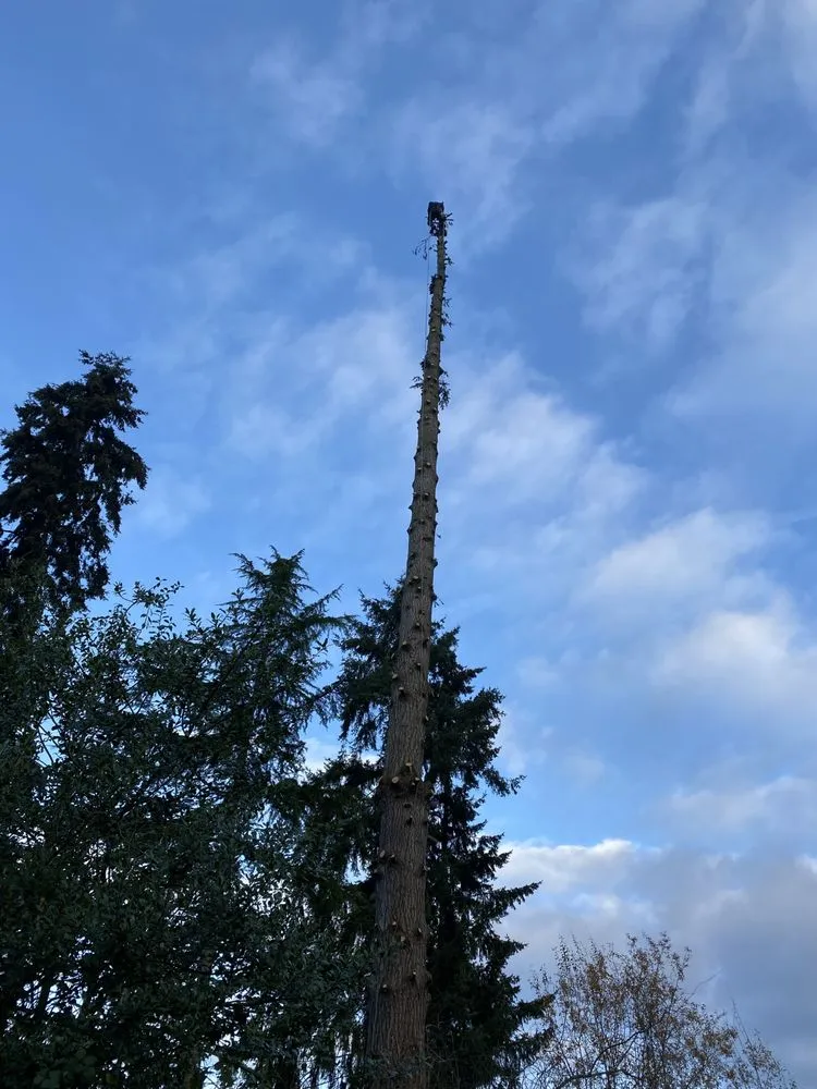 Top-rated lawn care service for year-round maintenance across Gig Harbor, WA - Carlos Landscaping