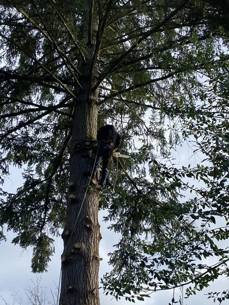 Custom landscaping services in Gig Harbor, WA by Carlos Landscaping