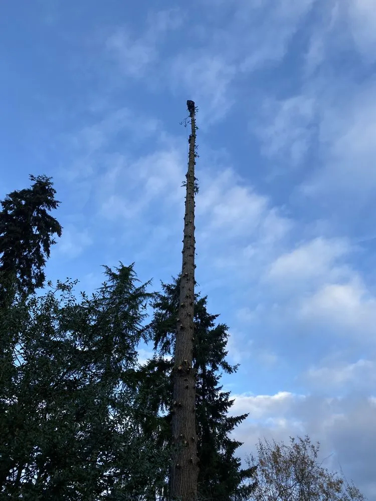 Trusted residential landscaping for homes across Gig Harbor, WA - Carlos Landscaping