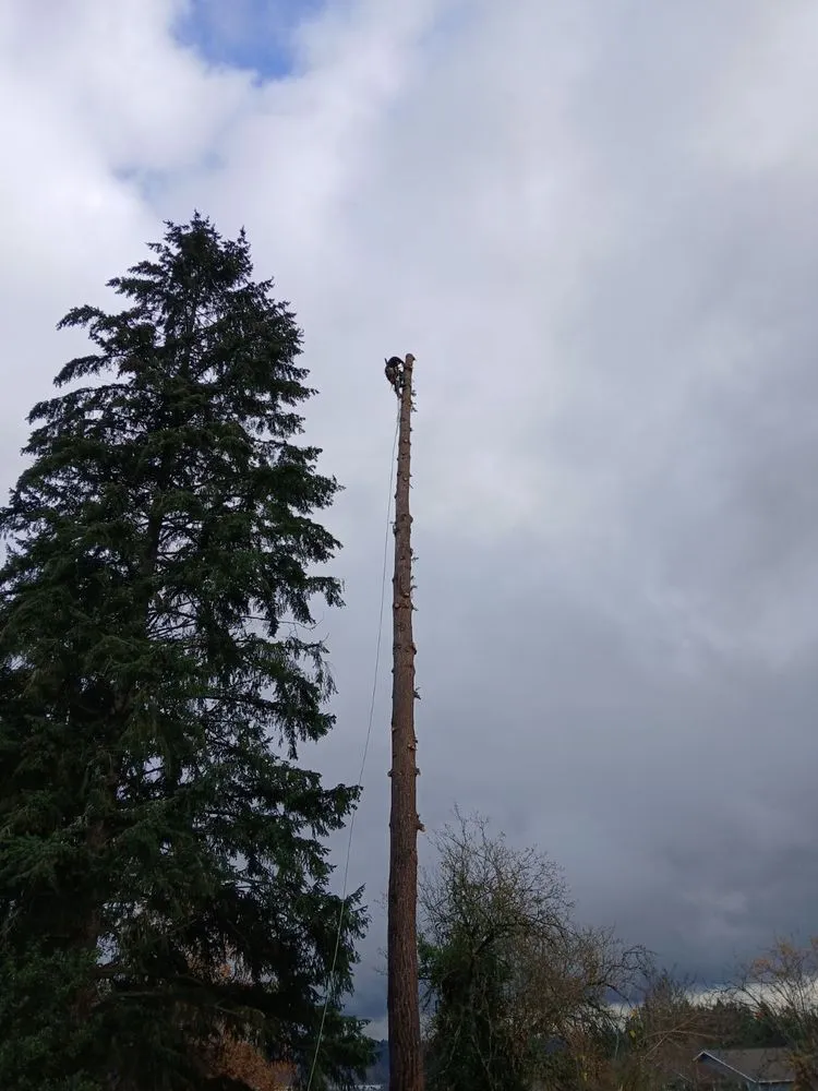 Affordable lawn care service near you in Gig Harbor, WA by Carlos Landscaping