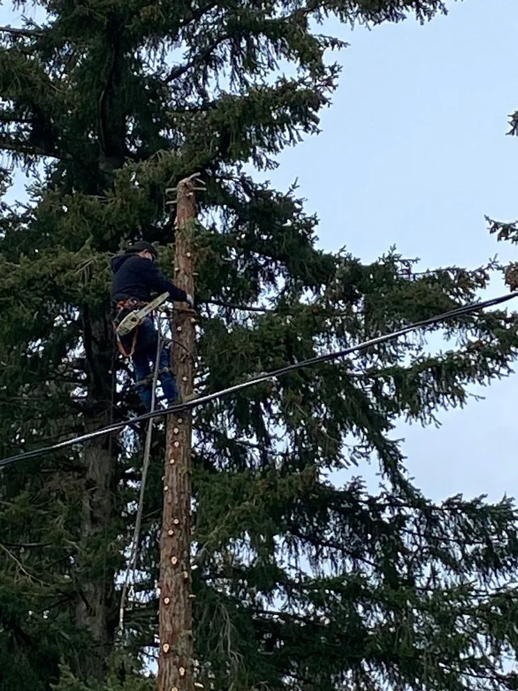 Reliable residential landscaping experts serving Gig Harbor, WA - Carlos Landscaping