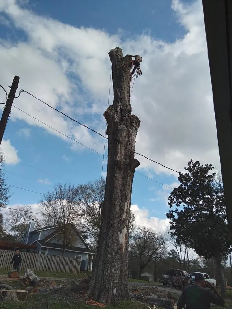 Reliable yard cleanup service in Houston, TX - Carlos landscaping