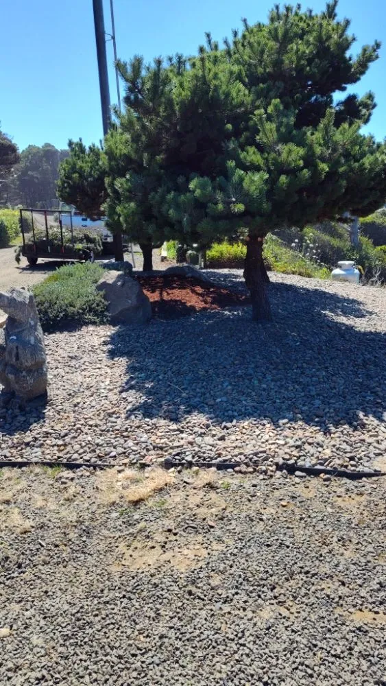 Local outdoor landscaping near you in Newport, OR by Carlos Landscaping