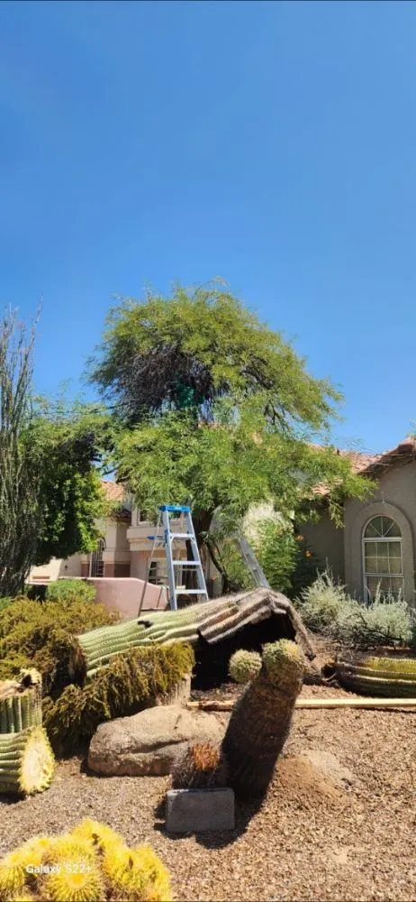 Custom residential landscaping in Phoenix, AZ - Carlos landscaping