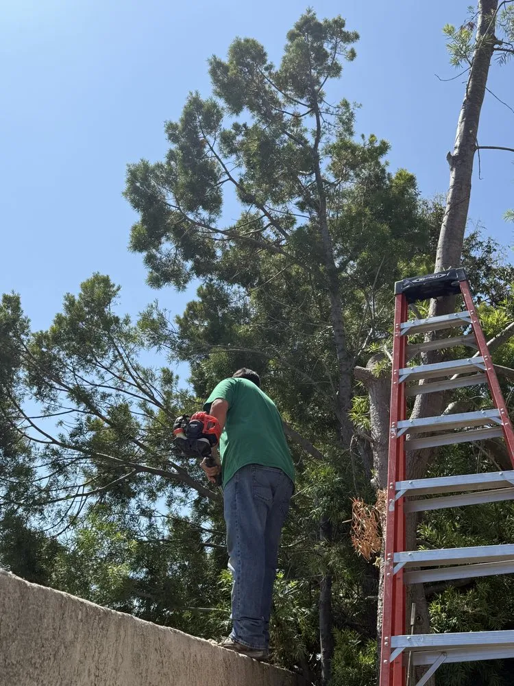 Affordable yard cleanup service in Santa Ana, CA - Carlos Landscaping