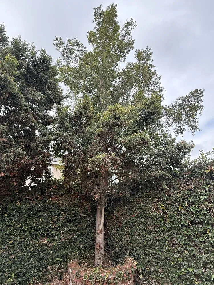 Reliable yard cleanup service experts serving Santa Ana, CA - Carlos Landscaping