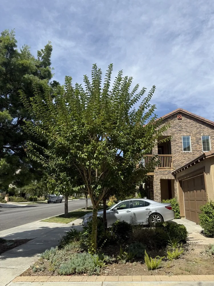 Trusted yard maintenance near you in Santa Ana, CA by Carlos Landscaping