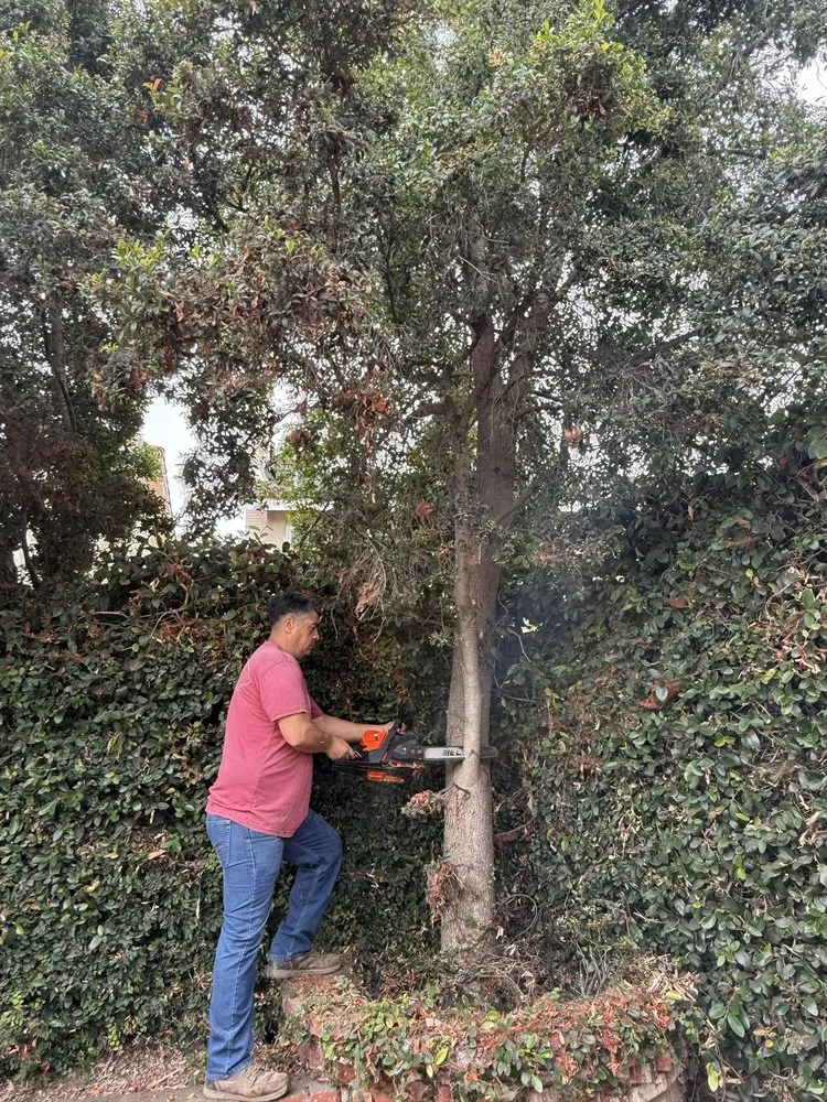 Trusted garden landscaping in Santa Ana, CA - Carlos Landscaping
