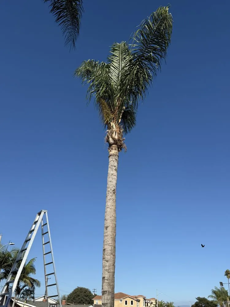 Local outdoor landscaping experts serving Santa Ana, CA - Carlos Landscaping