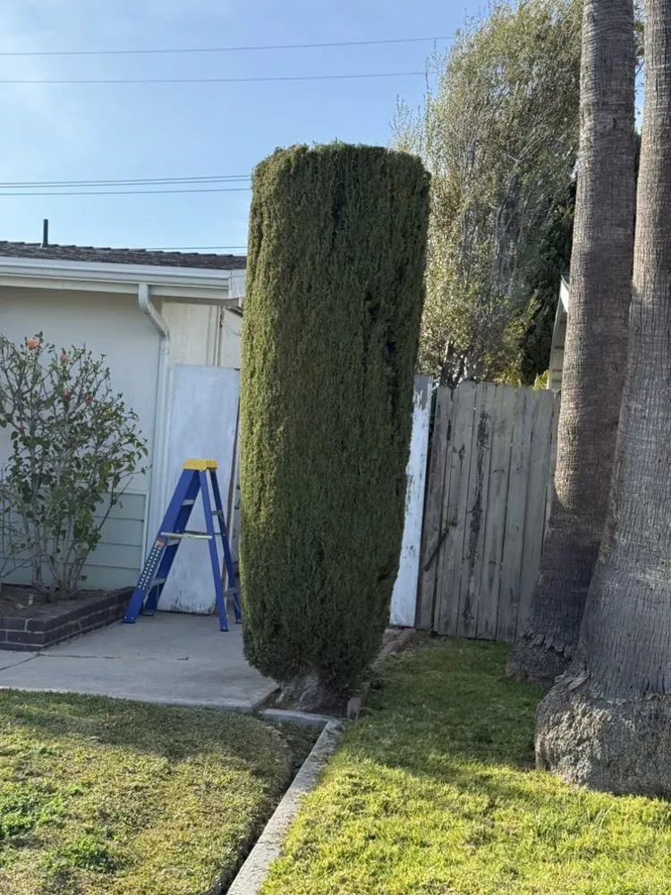Professional yard cleanup service experts serving Santa Ana, CA - Carlos Landscaping