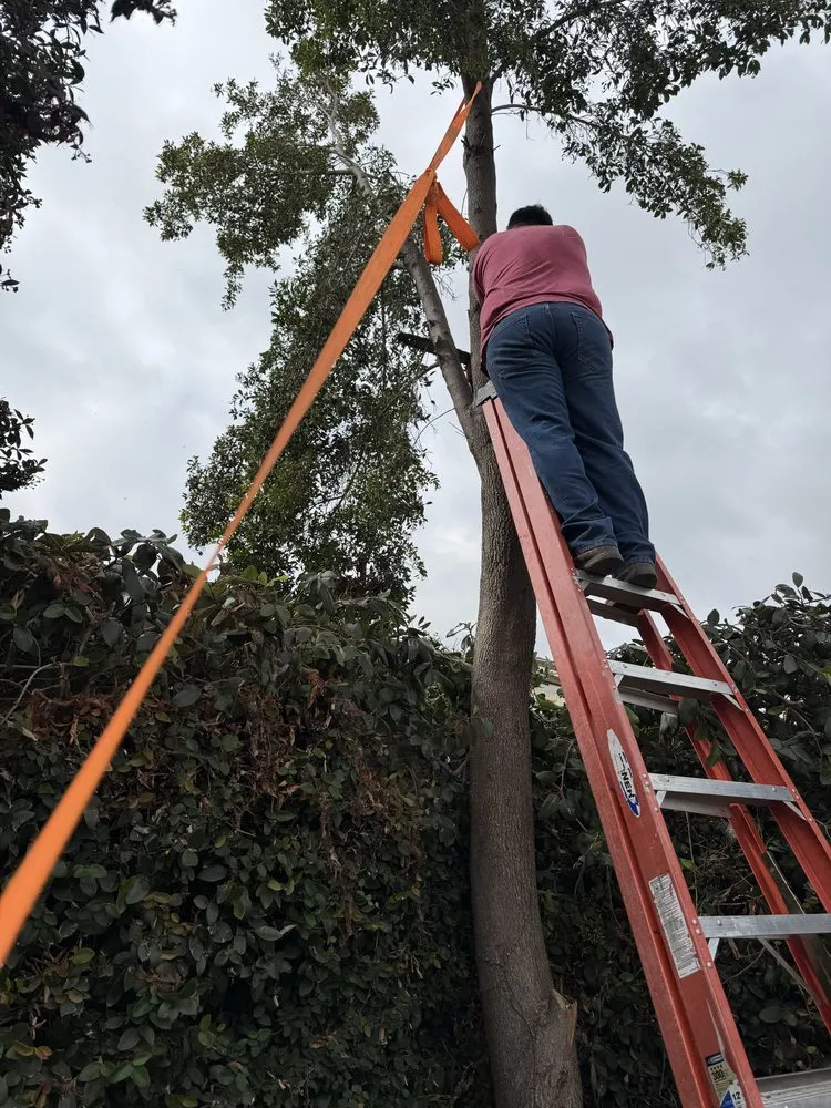 Affordable landscaping services for outdoor upgrades in Santa Ana, CA by Carlos Landscaping