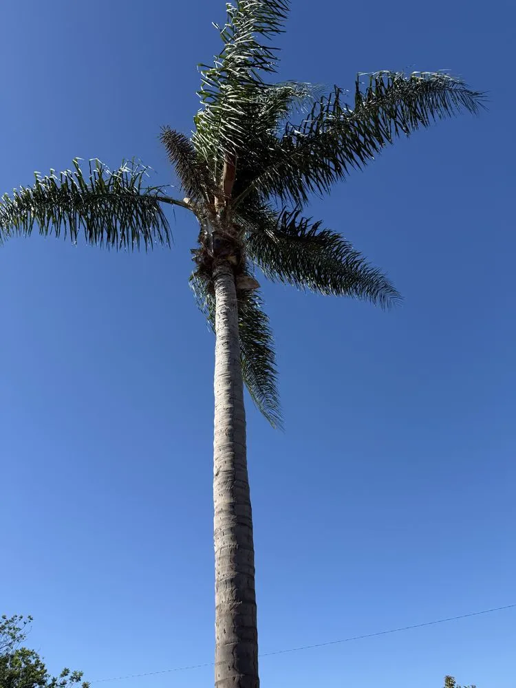 Custom lawn mowing service in Santa Ana, CA - Carlos Landscaping