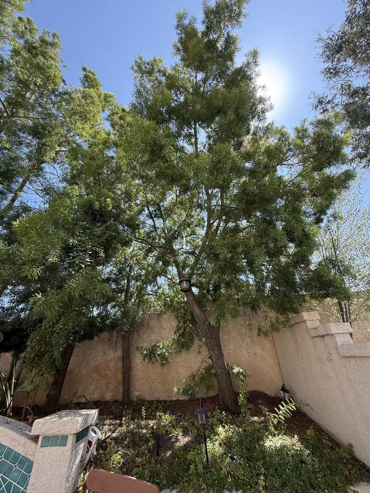 Expert garden landscaping experts serving Santa Ana, CA - Carlos Landscaping