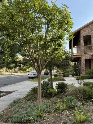 Carlos Landscaping Logo