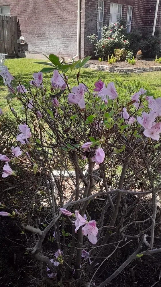 Professional lawn care service with custom design across Houston, TX - Carlos Landscaping Service