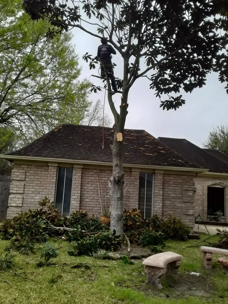 Local landscaping services near you across Houston, TX - Carlos Landscaping Service