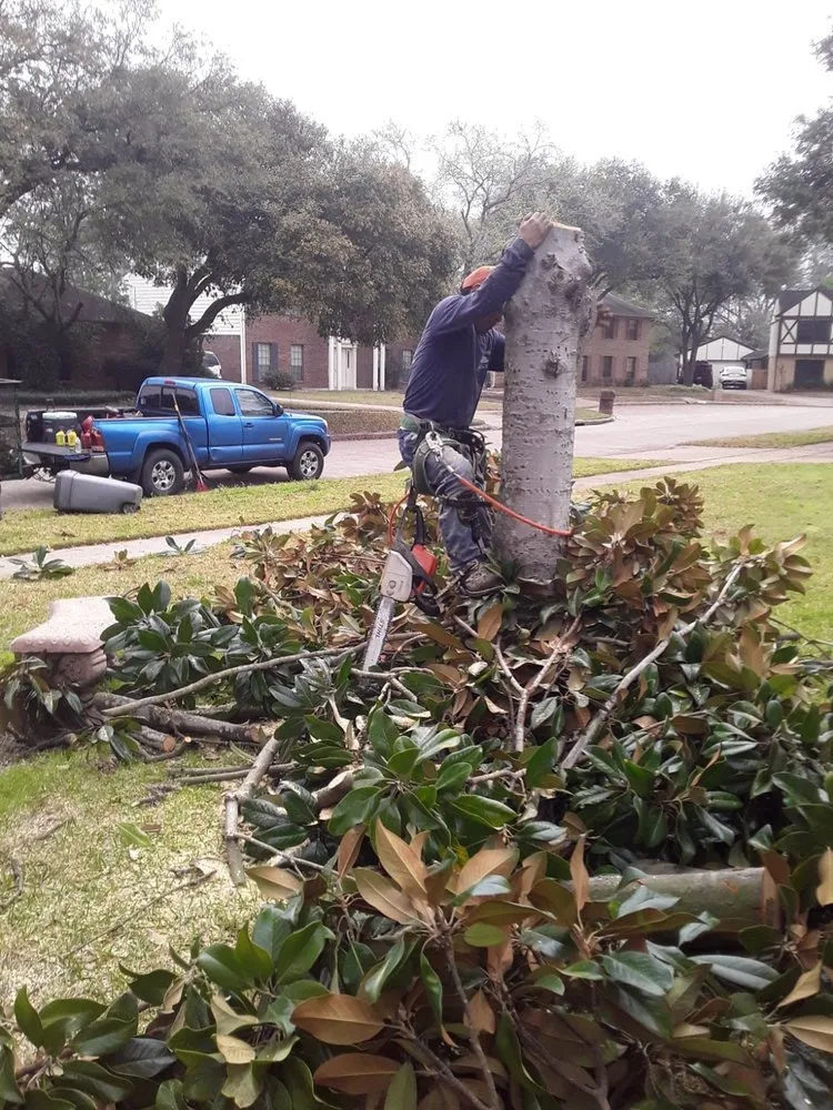 Professional landscaping services experts serving Houston, TX - Carlos Landscaping Service