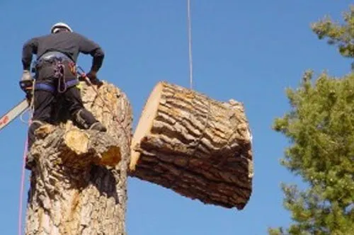 Top-rated residential landscaping near you across Houston, TX - Carlos Landscaping Service