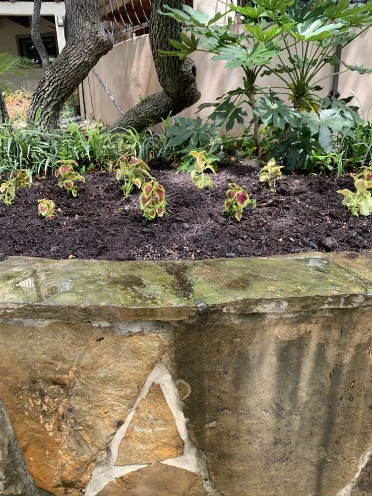 Top-rated lawn care service in San Antonio, TX - Carlos Lawn Care