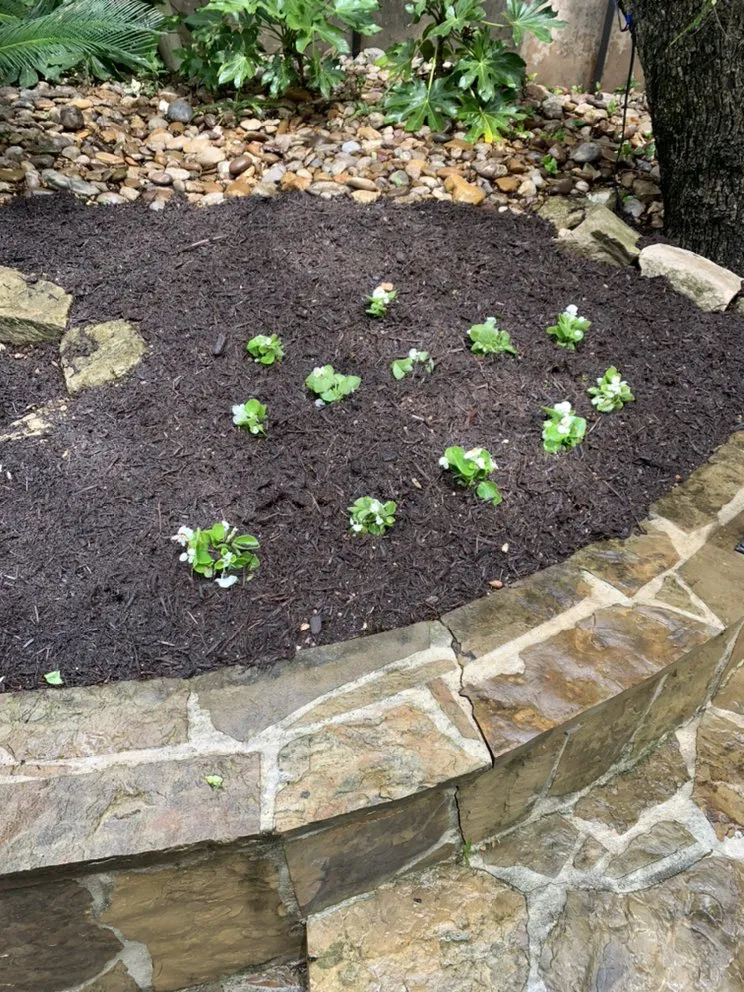 Expert yard maintenance for year-round maintenance across San Antonio, TX - Carlos Lawn Care