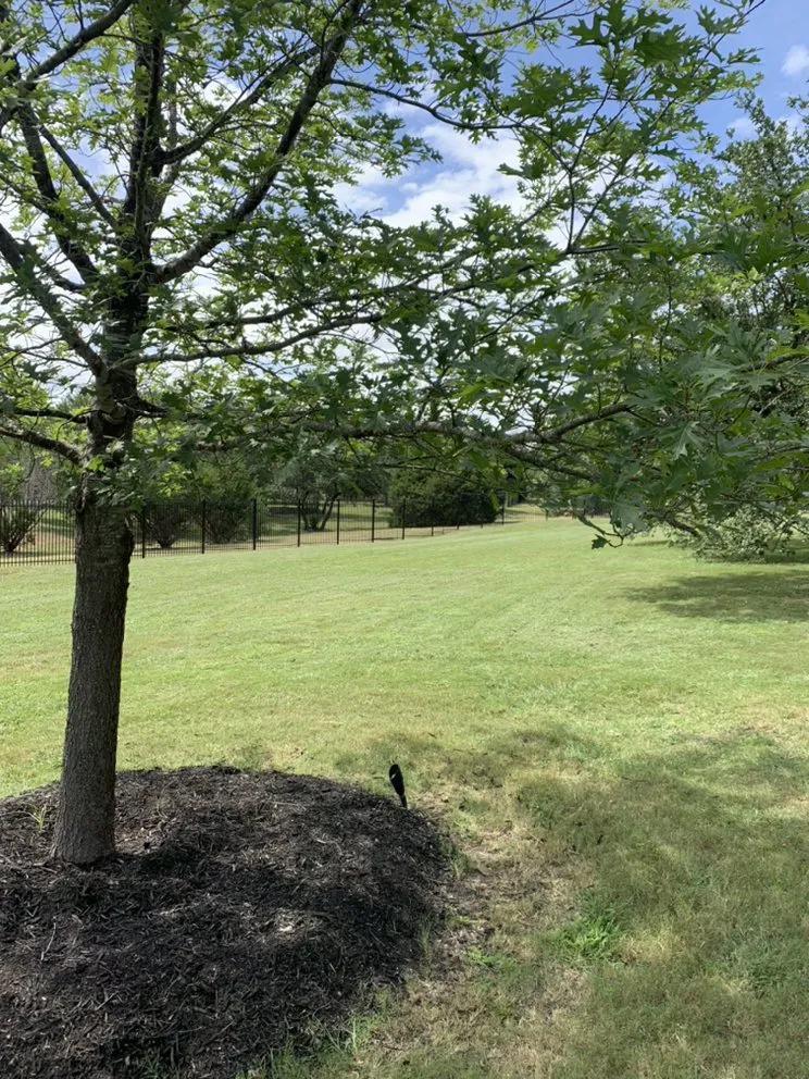 Custom outdoor landscaping in San Antonio, TX by Carlos Lawn Care