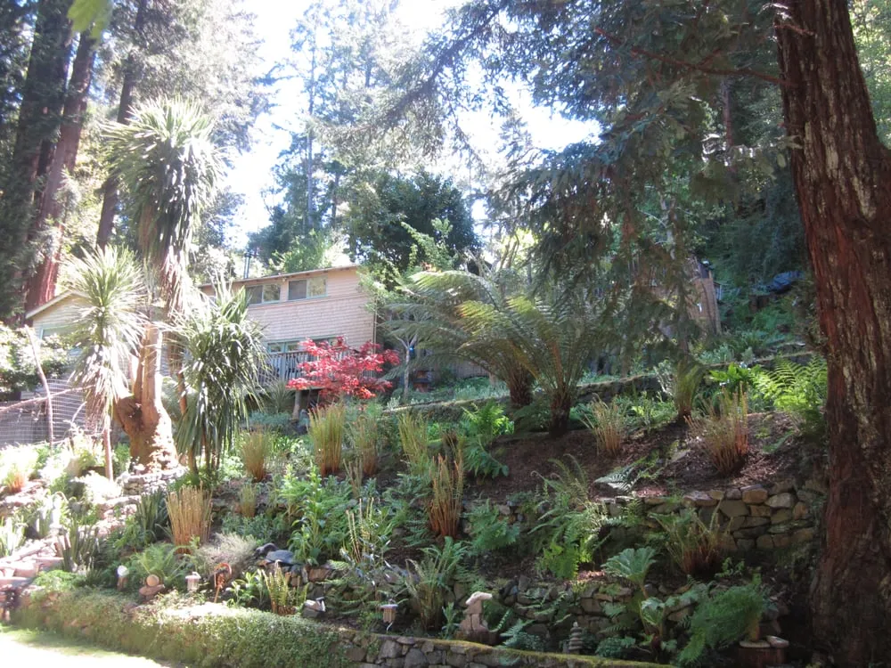 Affordable yard cleanup service in Mill Valley, CA by Carlos Paz Landscaping