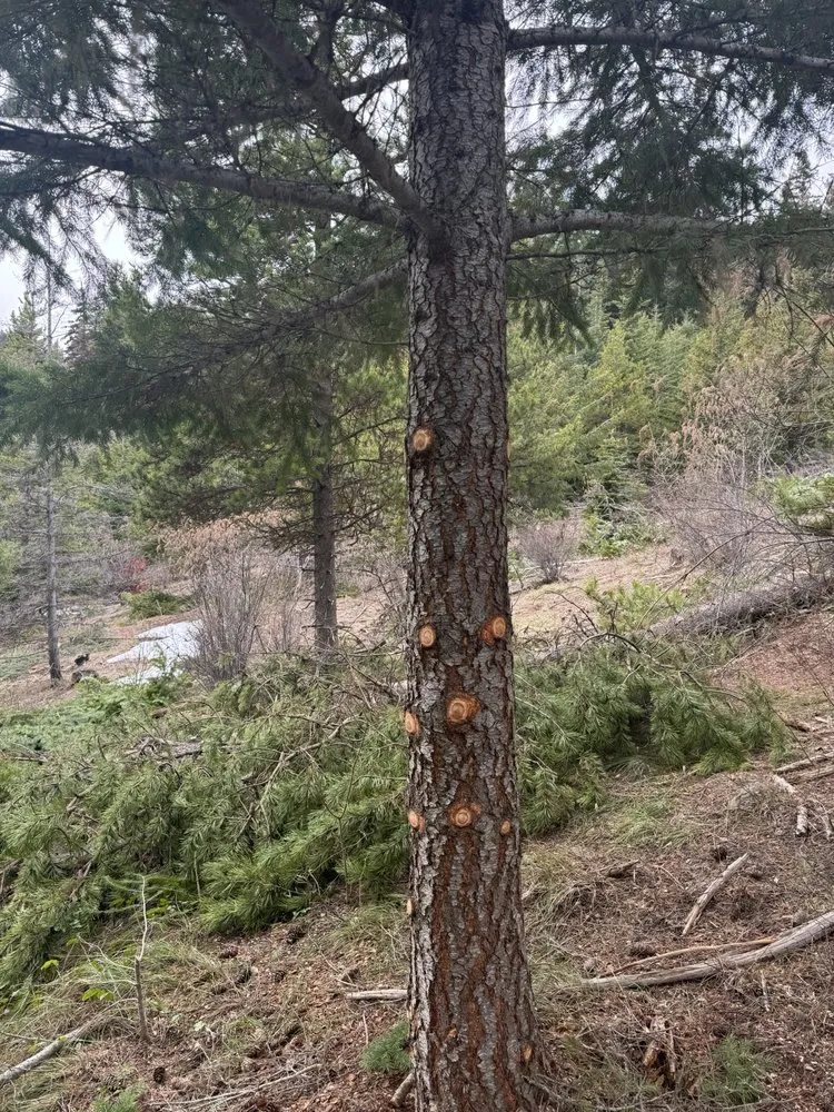 Professional residential landscaping for homes in Yakima, WA by Carlos Reforestation