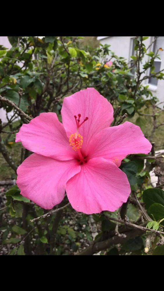 Affordable outdoor landscaping in Bradenton, FL by Carlos Reyes Lawn Service