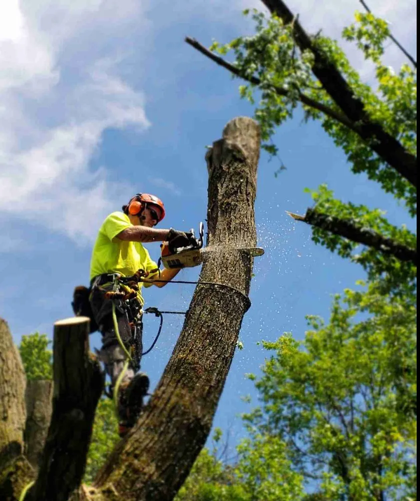 Expert lawn care service in Lawrenceville, GA - Carlos Tree Service & Landscaping