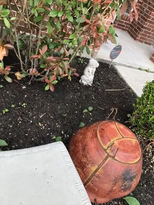 Carlos Tree Service & Stump Grinding