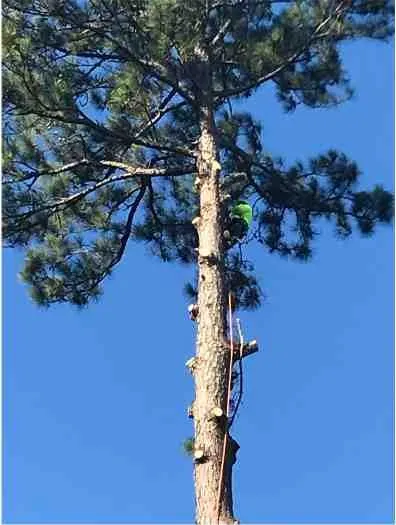 Reliable residential landscaping for homes in Fredericksburg, VA by Carlos Tree Service