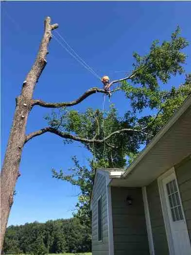 Reliable yard maintenance for year-round maintenance in Fredericksburg, VA by Carlos Tree Service