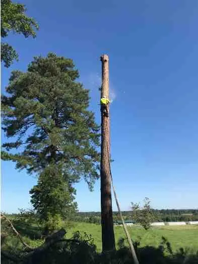 Affordable yard maintenance in Fredericksburg, VA - Carlos Tree Service