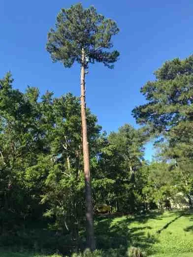 Professional garden landscaping experts serving Fredericksburg, VA - Carlos Tree Service