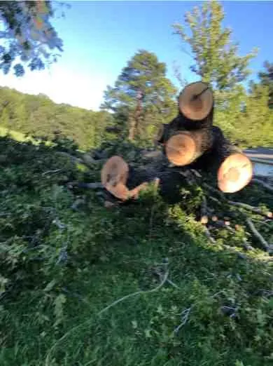 Affordable lawn care service in Fredericksburg, VA by Carlos Tree Service