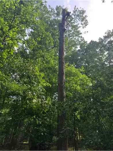 Reliable landscaping services near you in Fredericksburg, VA by Carlos Tree Service