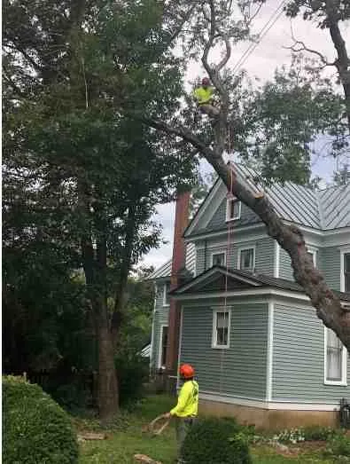 Expert residential landscaping in Fredericksburg, VA by Carlos Tree Service