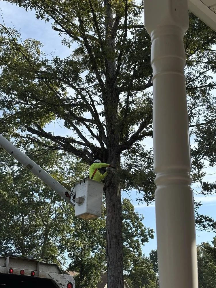 Reliable landscape design in Fredericksburg, VA by Carlos Tree Service