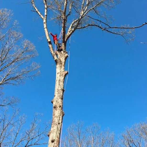 Custom garden landscaping experts serving Fredericksburg, VA - Carlos Tree Service