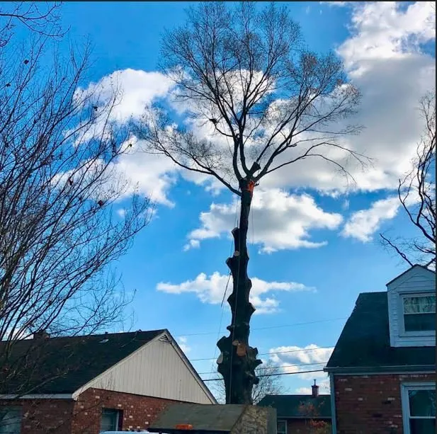 Custom residential landscaping in Fredericksburg, VA - Carlos Tree Service