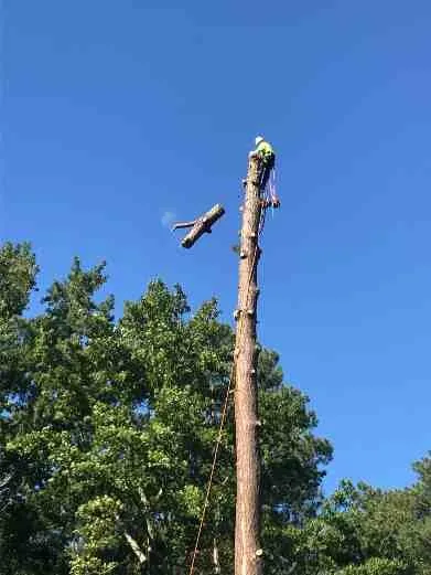Trusted garden landscaping in Fredericksburg, VA by Carlos Tree Service