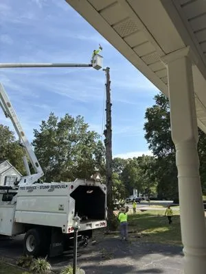 Carlos Tree Service Logo