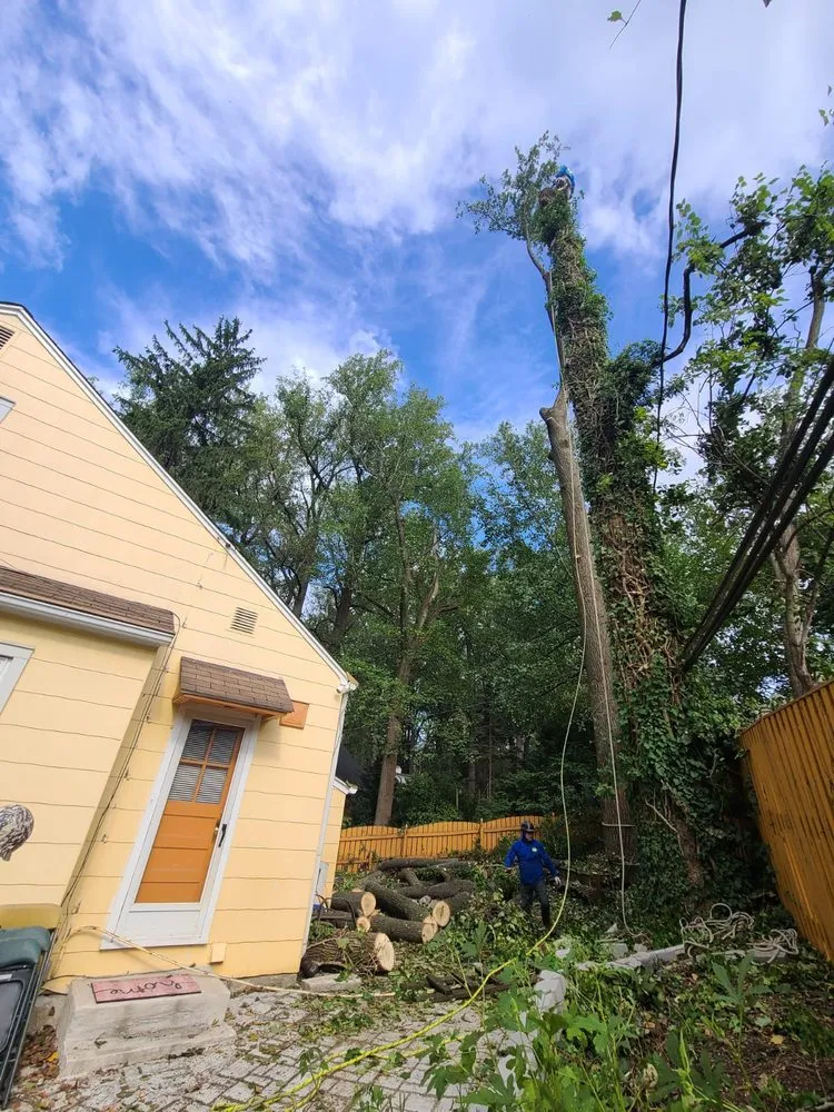 Top-rated landscaping services near you across Locust Grove, VA - Carlos Tree Service