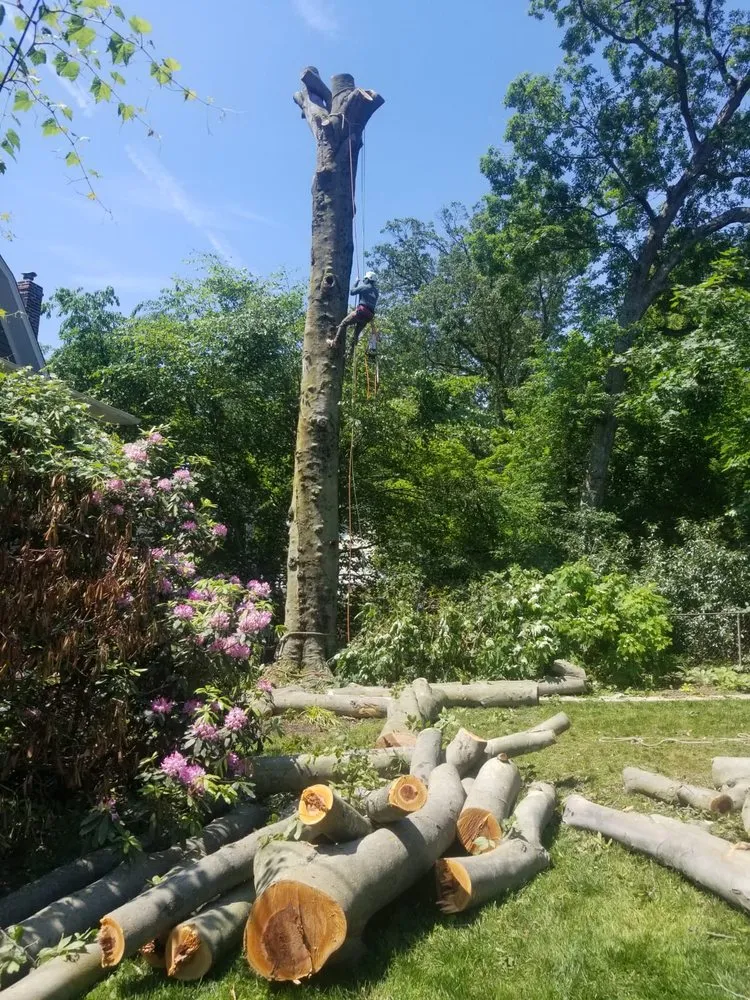 Reliable lawn mowing service in Locust Grove, VA by Carlos Tree Service