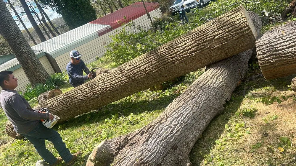 Professional lawn care service experts serving Locust Grove, VA - Carlos Tree Service