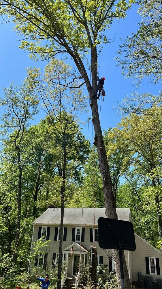 Custom lawn care service in Locust Grove, VA - Carlos Tree Service