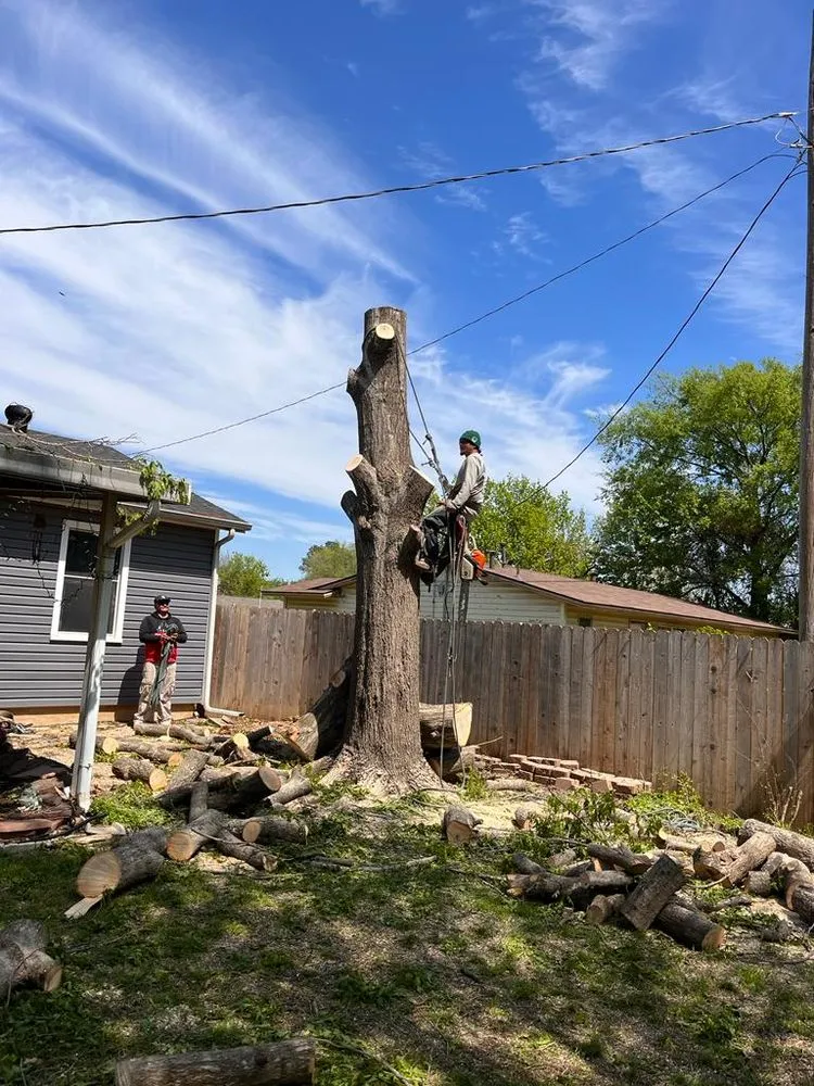 Expert landscape design experts serving Locust Grove, VA - Carlos Tree Service