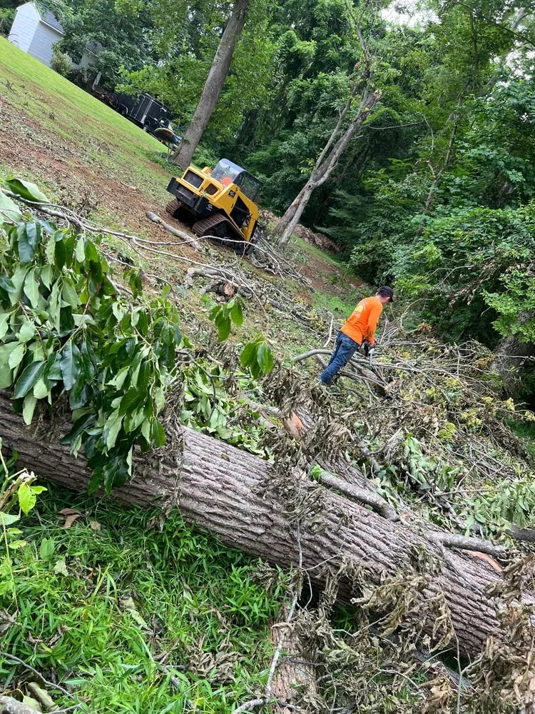 Affordable yard cleanup service near you across Locust Grove, VA - Carlos Tree Service