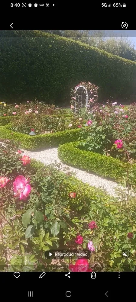 Local landscaping services in Bakersfield, CA by Carlos Yard Servíce