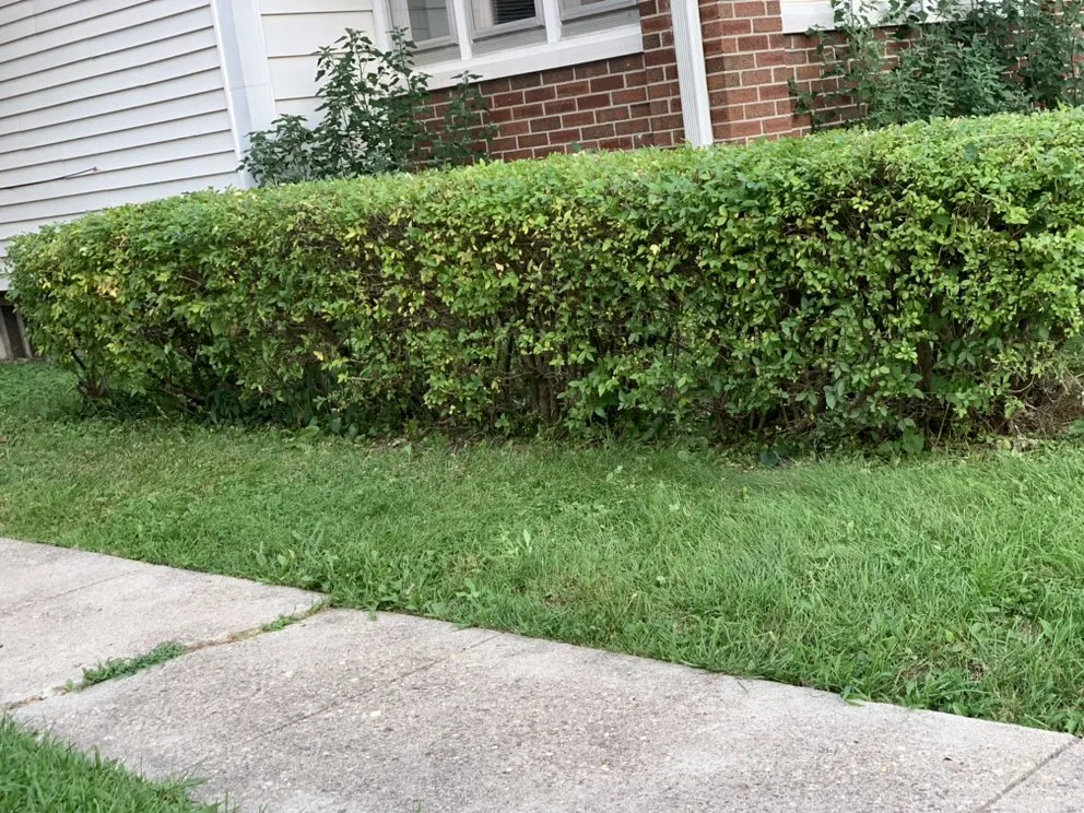 Expert landscape installation experts serving Indianapolis, IN - Carls Landscaping